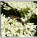 Gasteruption sp - Gichtwespe m03a 8mm.jpg